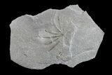 Pennsylvanian Fossil Horsetail (Annularia) Plate - Kentucky #154657-1